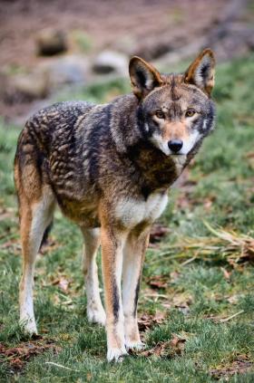 endangered species, endangered animals, wolves, red wolves, wolf, AWI, North Carolina, pictures of animals