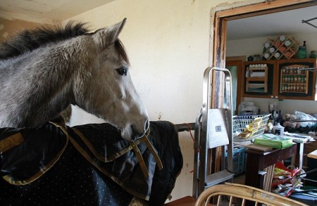 horses, scotland, uk, pony