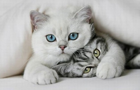 Cuddling, Kittens, Cute Animal Pictures, Love, Valentine's Day