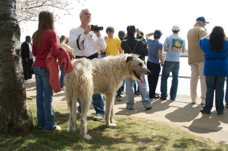 Irish Wolfhounds, dogs, dog breeds, large dog breeds, tall dog breeds