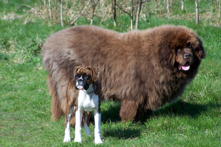 Newfoundland, dog breeds, large dogs