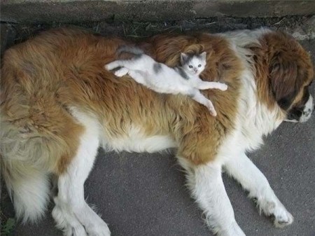 St. Bernard, Beethoven, Large Dogs, Dogs, Dog Breeds