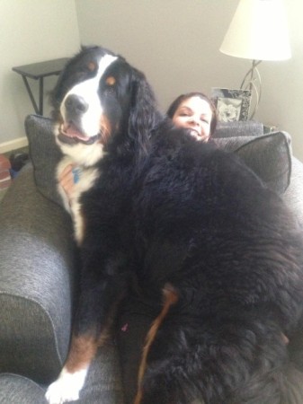 Bernese Mountain Dogs, Dogs, Dog Breeds, Large Dog Breeds, Biggest Dogs Ever