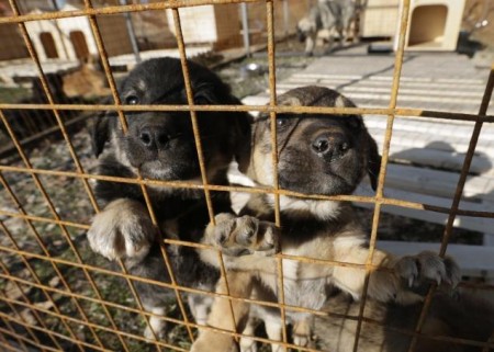 Animal lovers rescued stray dogs from the streets of Sochi, Russia after the local government hired a pest control company to kill thousands of them in preparation for the Winter Olympics. Now they're desperately looking for people to adopt them./ Photo credit: nydailynews.com