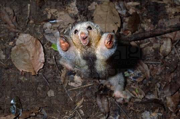 mini animals, tiny animals, baby animals, rare animals, exotic animals, anteaters, pictures of animals