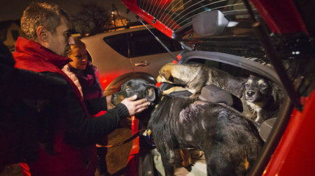 dogs, stray dogs, sochi, winter olympics, winter olympics sochi, winter olympics 2014, sochi strays, animal activists, animal rights, animal welfare, pets, pictures of animals