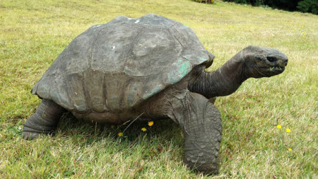 Jonathan the tortoise. Photo Credit: BBC News