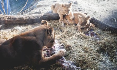 lions, lion cubs, copenhagen zoo, danish zoo, denmark, animals, pictures of animals