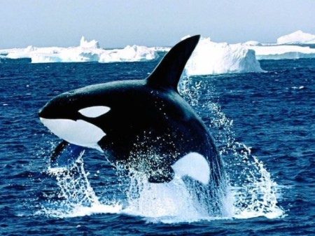 Photo credit: google.com