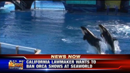 Inspired by allegations of animal abuse made in the documentary "Blackfish," a California lawmaker introduced legislation that would ban SeaWorld from using orcas in its San Diego shows./Photo credit: KUSI.com