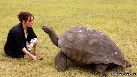 Jonathan is believed to be the oldest living creature on earth. Photo Credit: Simon Dunstan