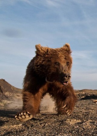 gobi desert, gobi bear, bears, endangered species, endangered animals, rare animals, conservation, threatened species, china, mongolia, maps