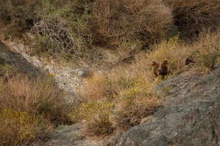 gobi desert, gobi bear, bears, endangered species, endangered animals, rare animals, conservation, threatened species, china, mongolia, maps
