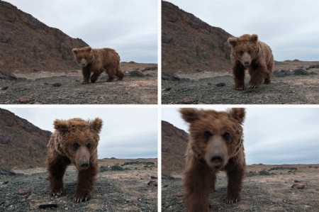 gobi desert, gobi bear, bears, endangered species, endangered animals, rare animals, conservation, threatened species, china, mongolia, maps