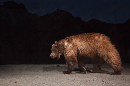 gobi desert, gobi bear, bears, endangered species, endangered animals, rare animals, conservation, threatened species, china, mongolia