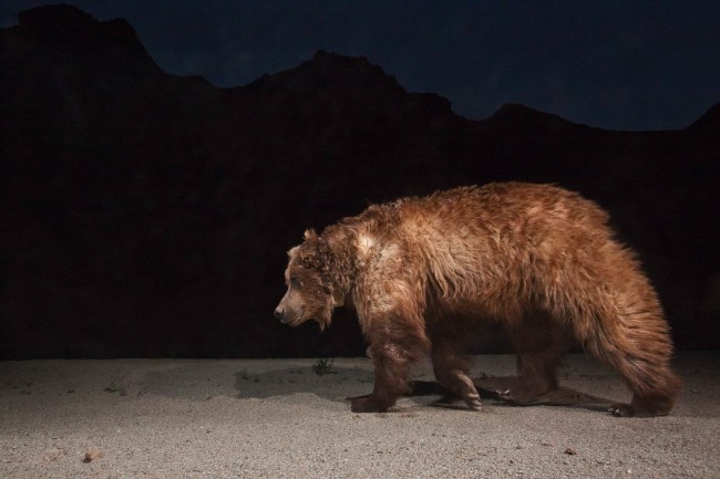 gobi desert, gobi bear, bears, endangered species, endangered animals, rare animals, conservation, threatened species, china, mongolia