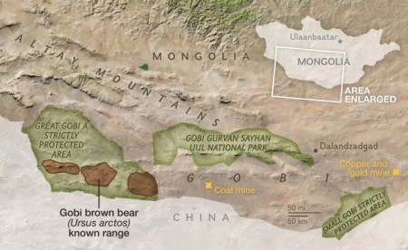 gobi desert, gobi bear, bears, endangered species, endangered animals, rare animals, conservation, threatened species, china, mongolia, maps