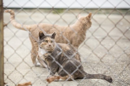 Feral cats—commonly referred to as community cats—are the same species as pet cats, but are not socialized to people, and therefore are not candidates for adoption. Photo Credit: Alley Cat Allies