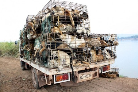 Hundreds of smuggled dogs inside cages on a truck seized near the Thai-Laos border province of Nakhon Phanom, Thailand. Manufacturers in Southeast Asia are gruesomely using dog skin to make golf gloves./Photo credit: STR/Corbis