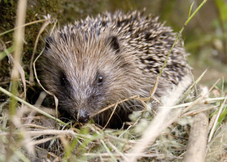 Hedgehogs, cute animals, hedgehog facts