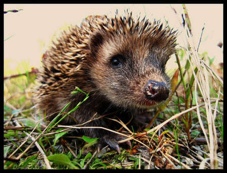 Hedgehogs, cute animals, hedgehog facts