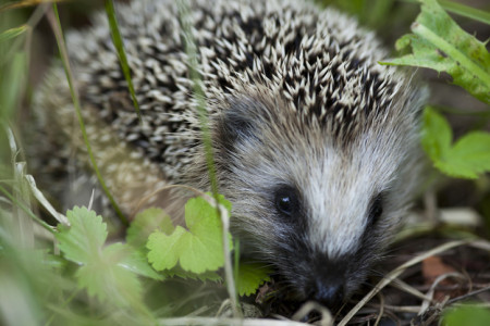 Hedgehog, garden, cute animals, cute animal pictures