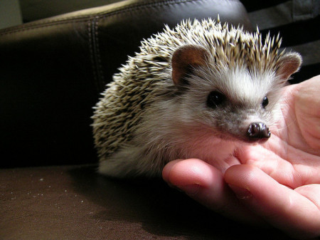 Hedgehogs, cute animals, hedgehog facts