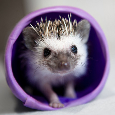 Hedgehogs, cute animals, hedgehog facts