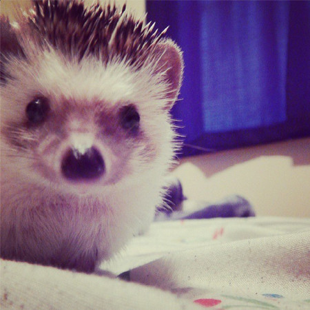 Hedgehogs, cute animals, hedgehog facts