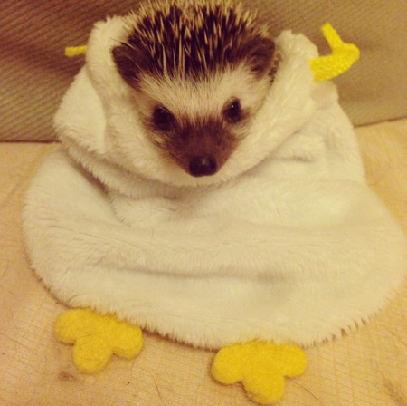 Hedgehogs, cute animals, hedgehog facts