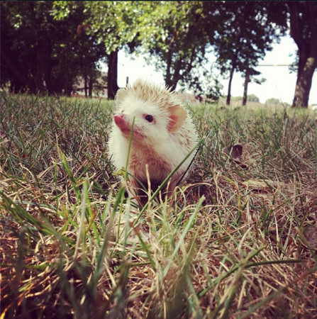 Hedgehogs, cute animals, hedgehog facts