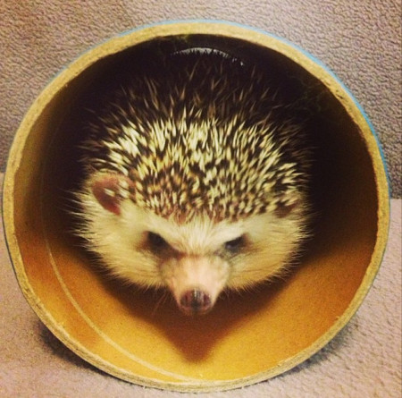 Hedgehogs, cute animals, hedgehog facts