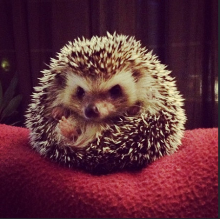 Hedgehogs, cute animals, hedgehog facts