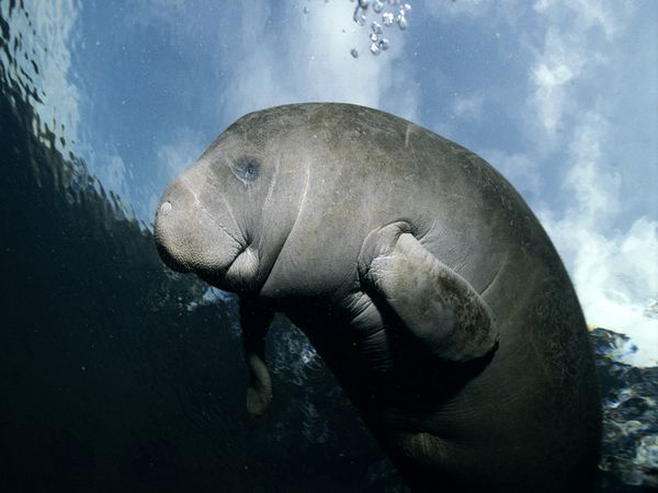 15 Amazing Manatee Facts For Manatee Appreciation Day Manatee, Conservation, Wildlife, Oceans