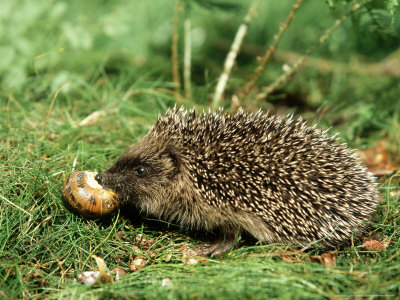 Hedgehogs, cute animals, hedgehog facts