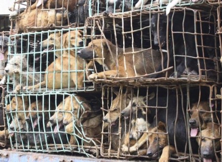 Dogs are cruelly stuffed in cages by smugglers and illegally transported to Vietnam or China where there's a strong demand for dog parts./Photo credit: nydailynews.com