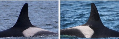 Wild orca lives over a century. Photo credit: Center for Whale Research