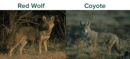 Red Wolves, Coyotes, Hunting, Red Wolf Hunting, Coyote Hunting, Animal Welfare Institute