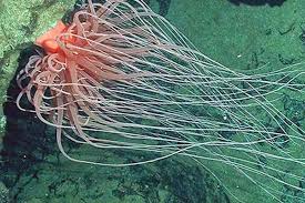 A new deep sea species is classified in its own order. Photo credit: nachrichten.freenet.de