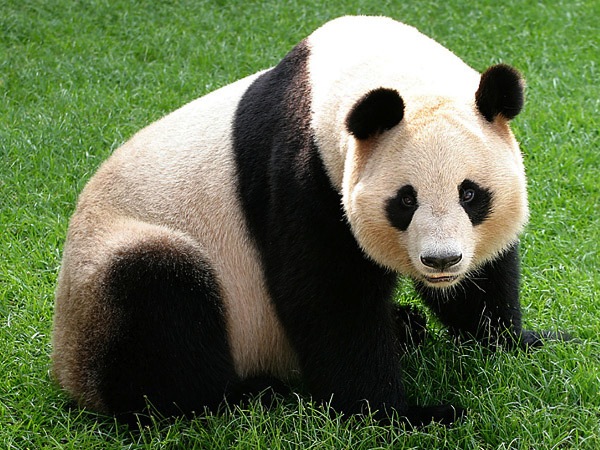 Panda, Baby Pandas, Panda Cubs, Panda Facts, Animal Facts, Cute Animal Pictures, Bamboo