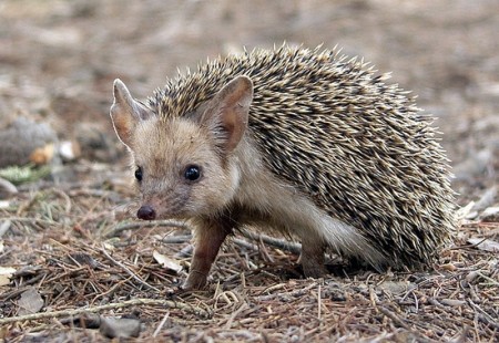 Hedgehogs, cute animals, hedgehog facts