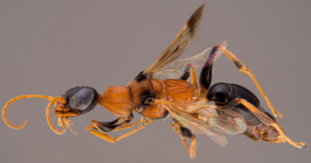 harry potter, jk rowling, wasps, new species, dementors