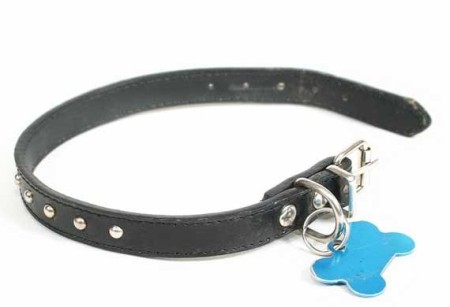 Dog Collar and Tag