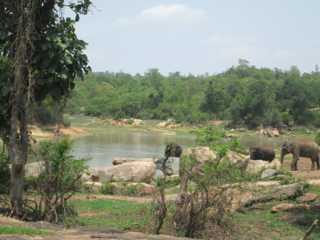Sunder's new home consists of 122 acres of land to roam on. Photo credit: PETA