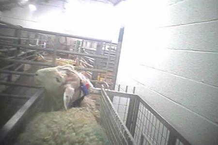 135,000 animal experiments are conducted each year at Cambridge University. Photo credit: BUAV
