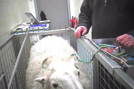 Sheep used in electrode wire testing suffers unnecessarily. Photo credit: BUAV