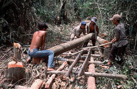 Illegal logging poses one of the biggest threats to environmental destruction. Photo credit: WWF