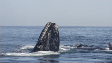 Efforts to protect the right whale population began in 2009. Photo credit: BBC News