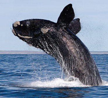 The whale habitat will expand by over 45,000 square miles. Photo credit: NewBedfordGuide.com