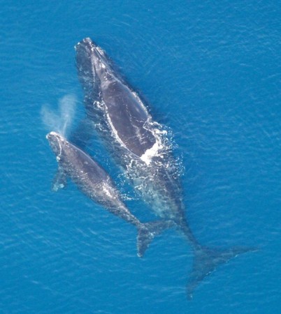 The right whale habitat will expand from 4,000 square miles to 50,000 square miles. Photo credit: Wikipedia